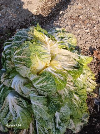 이상애초보농업님의 자유주제 · 자유게시판 작성글 사진