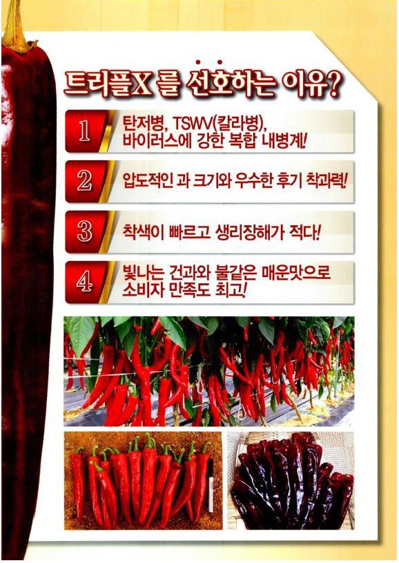 식물보호닷컴님의 장터 판매 상품 [사은품 증정 트리플엑스고추 트리플X고추 1200립] 첨부 사진