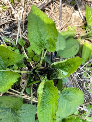 김해석님의 복숭아 · 병해충상담 작성글 사진