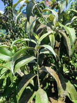 팜모닝 복숭아·병해충상담 게시글 이미지