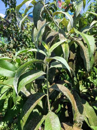 김해석님의 복숭아 · 병해충상담 작성글 사진