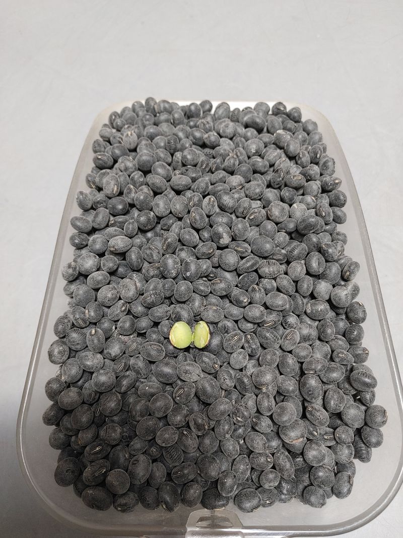 김수영님의 장터 판매 상품 [새바람콩 서리태(판매 완료)] 첨부 사진