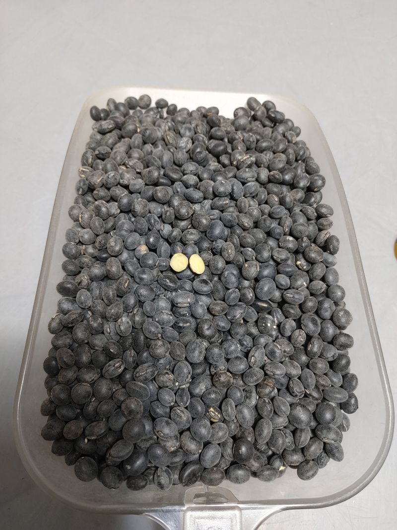 김수영님의 장터 판매 상품 [청자5호 서리태(판매 완료)] 첨부 사진