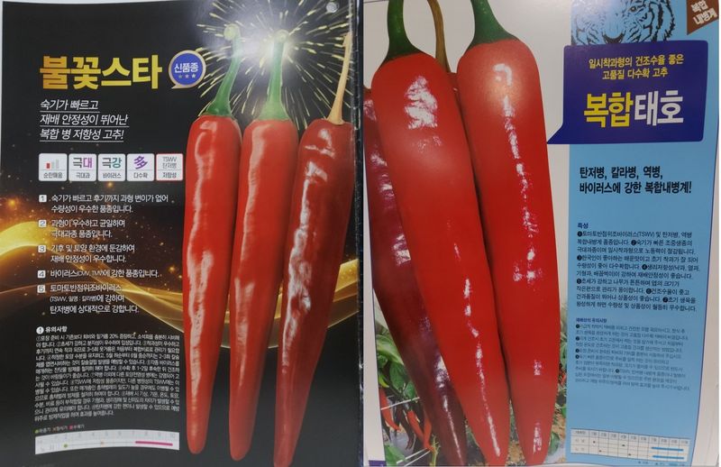 장터 상품 [2024 최우수 고추씨앗 및 고추모종 팝니다.] 썸네일