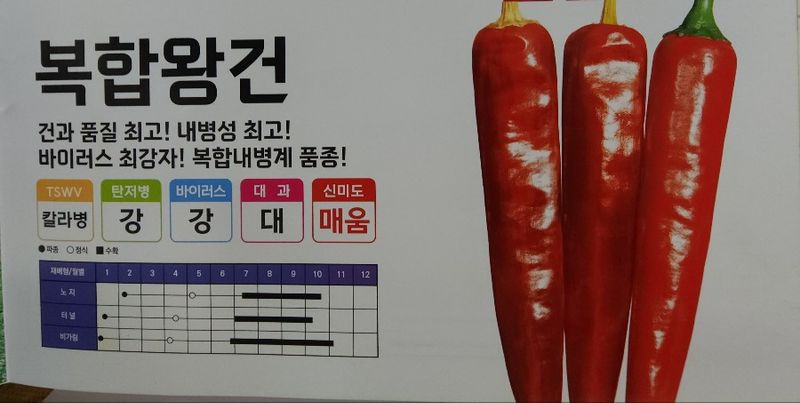 정대장님의 장터 판매 상품 [2024 최우수 고추씨앗 및 고추모종 팝니다.] 첨부 사진