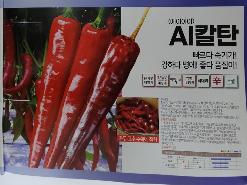 정대장님의 장터 판매 상품 [2024 최우수 고추씨앗 및 고추모종 팝니다.] 첨부 사진