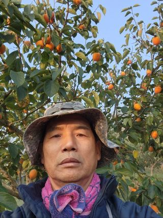 대봉감 단감 고구마님의 연말결산 자랑하기 · 참여글 작성글 사진