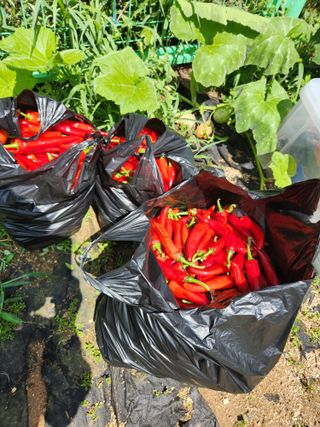 고영희님의 팜모닝에서 기억에 남은 것은? · 참여글 작성글 사진