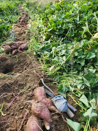 고영희님의 팜모닝에서 기억에 남은 것은? · 참여글 작성글 사진