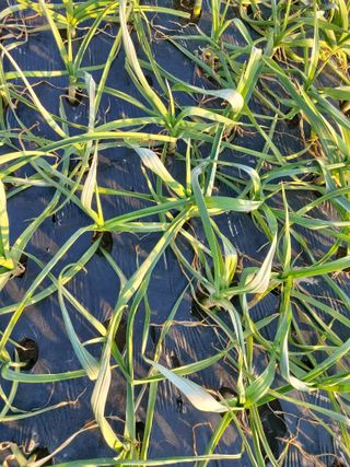 김종기님의 마늘 · 병해충상담 작성글 사진