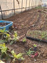 팜모닝 상추·영농일지 게시글 이미지