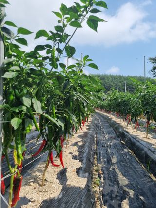 참깨16081님의 팜모닝에서 기억에 남은 것은? · 참여글 작성글 사진