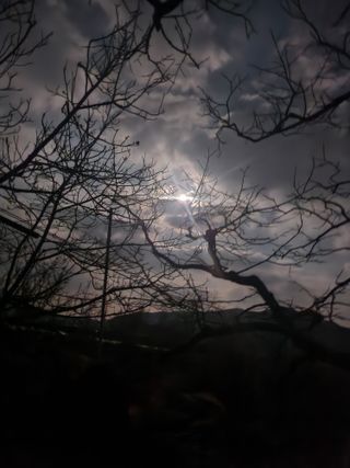 백화산지킴이산야초님의 포도 · 자유게시판 작성글 사진