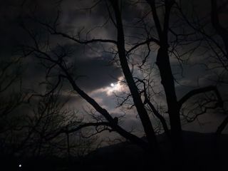 백화산지킴이산야초님의 포도 · 자유게시판 작성글 사진