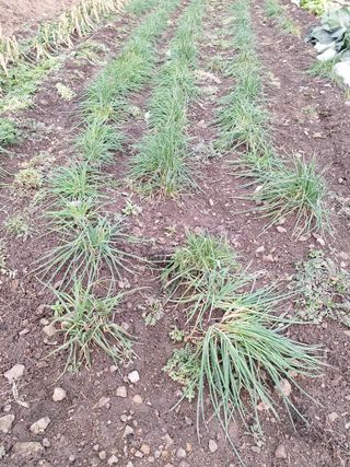 오남현님의 우리동네 · 동네자랑 작성글 사진