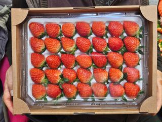 안성화님의 딸기 · 일상 작성글 사진