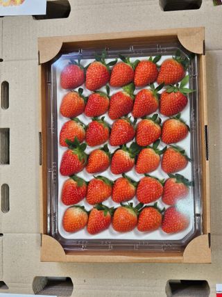 안성화님의 딸기 · 일상 작성글 사진