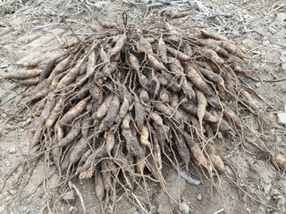 산약초농원님의 기타작물 · 자유게시판 작성글 사진