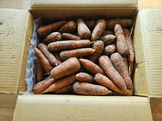 솔로매 소운농장님의 팜모닝에서 기억에 남은 것은? · 참여글 작성글 사진