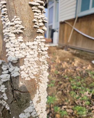 천안초농님의 복숭아 · 병해충상담 작성글 사진