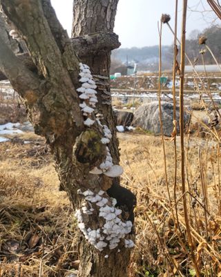 천안초농님의 복숭아 · 병해충상담 작성글 사진