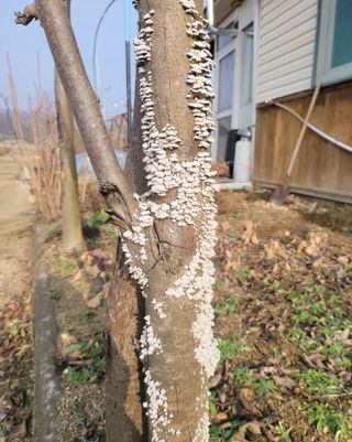 천안초농님의 복숭아 · 병해충상담 작성글 사진