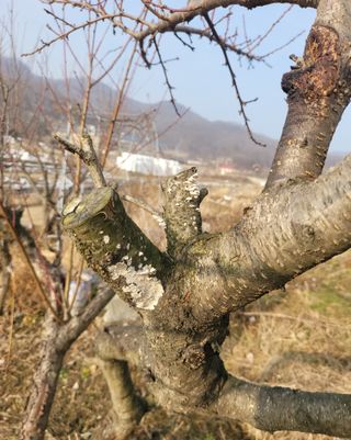 천안초농님의 복숭아 · 병해충상담 작성글 사진