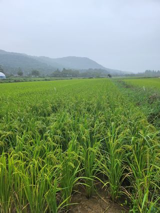 작약님의 팜모닝에서 기억에 남은 것은? · 참여글 작성글 사진