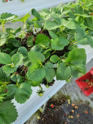 포도20739님의 딸기 · 병해충상담 작성글 사진