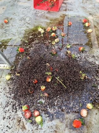 포도20739님의 딸기 · 병해충상담 작성글 사진