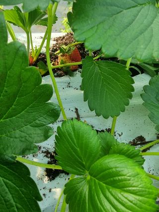 포도20739님의 딸기 · 병해충상담 작성글 사진