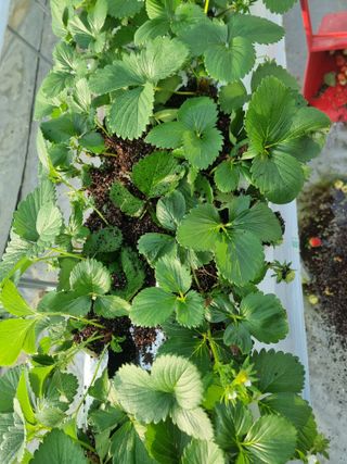 포도20739님의 딸기 · 병해충상담 작성글 사진