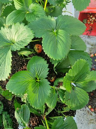 포도20739님의 딸기 · 병해충상담 작성글 사진