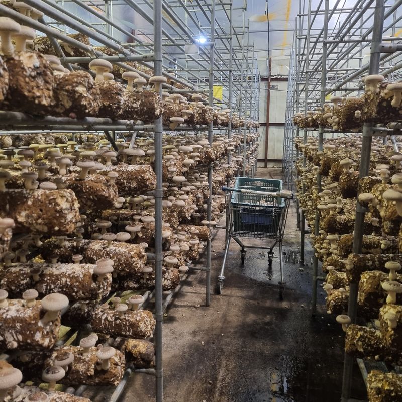 천석한님의 장터 판매 상품 [생표고버섯 1kg] 첨부 사진