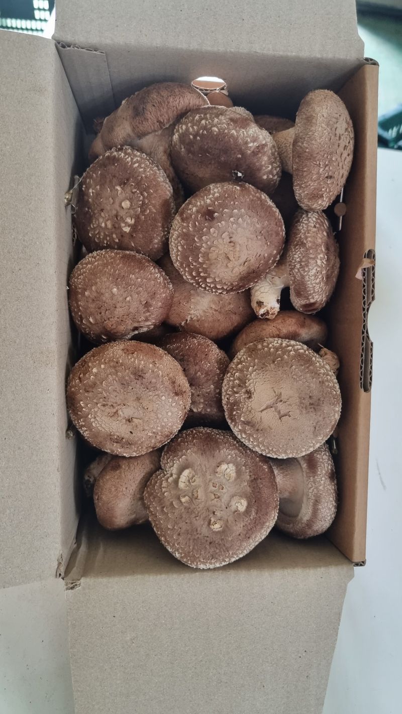 천석한님의 장터 판매 상품 [생표고버섯 1kg] 첨부 사진