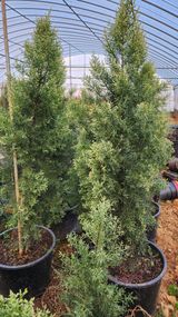 팜모닝 연말결산 자랑하기·참여글 게시글 이미지