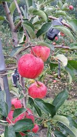 팜모닝 사과·품종•종자 게시글 이미지