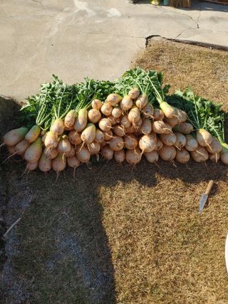 강경옥님의 팜모닝에서 기억에 남은 것은? · 참여글 작성글 사진