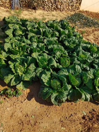 강경옥님의 팜모닝에서 기억에 남은 것은? · 참여글 작성글 사진