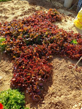 강경옥님의 팜모닝에서 기억에 남은 것은? · 참여글 작성글 사진