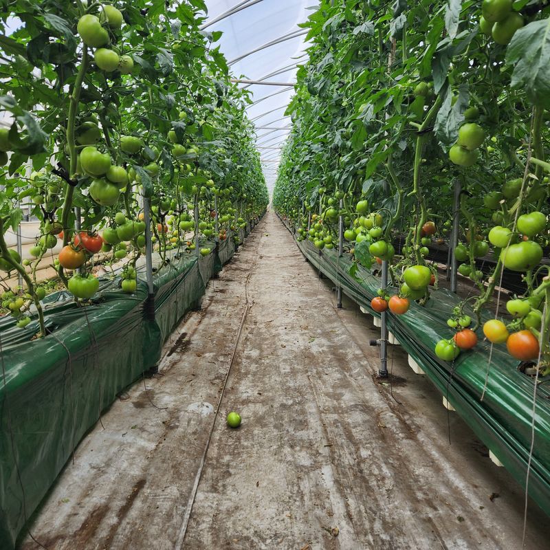 미소팜님의 장터 판매 상품 [토마토주스(즙) 한박스판매] 첨부 사진