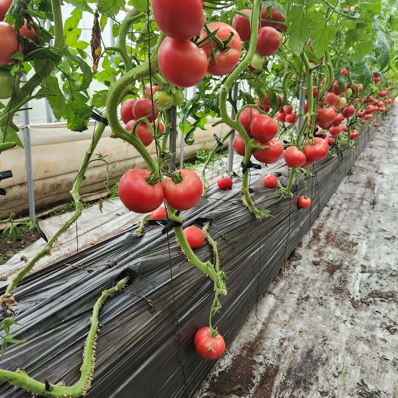 미소팜님의 장터 판매 상품 [토마토주스(즙) 한박스판매] 첨부 사진