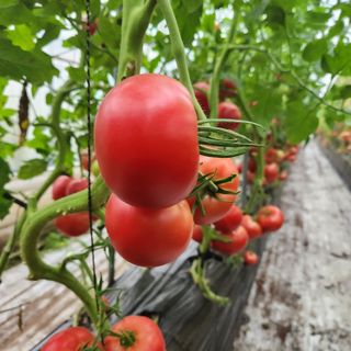 미소팜님의 작성글 사진