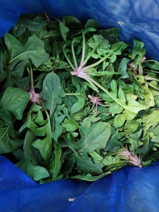 권지연.옥천.님의 장터이야기 · 자유게시판 작성글 사진