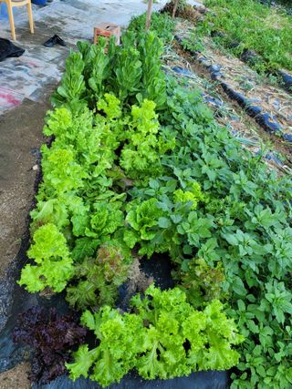 귤8367님의 자유주제 · 자유게시판 작성글 사진