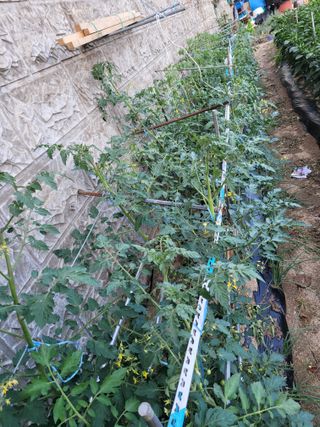 귤8367님의 자유주제 · 자유게시판 작성글 사진