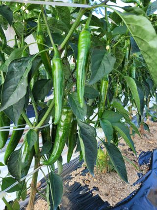 귤8367님의 자유주제 · 자유게시판 작성글 사진