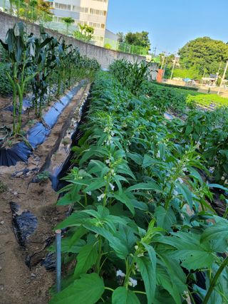 귤8367님의 자유주제 · 자유게시판 작성글 사진