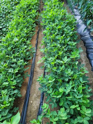 귤8367님의 자유주제 · 자유게시판 작성글 사진