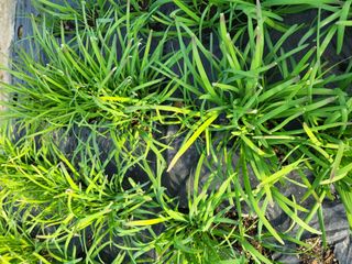 자연그대님의 농사, 무엇이든 물어보세요! · 참여글 작성글 사진